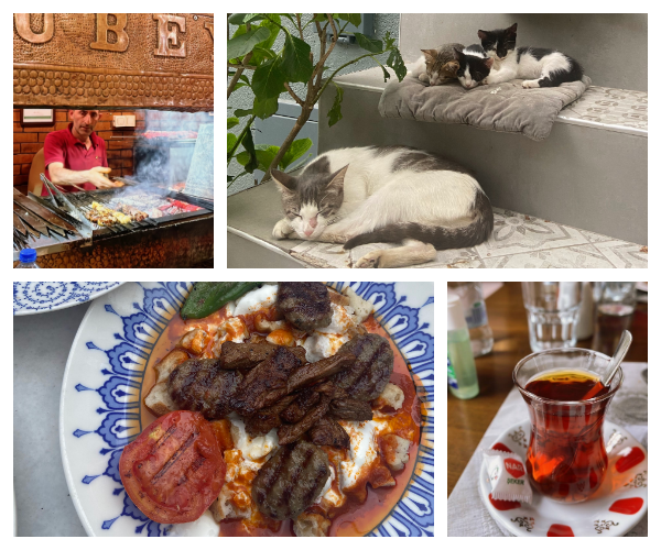 トルコの街中の風景　レストランや階段で寝る猫の家族